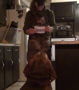 Scarlett the Bloodhound, Learning to Read